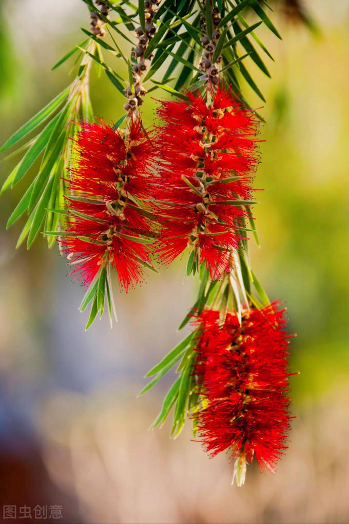 一花一深爱，花海美蓝天，花艳醉*光春**，花笑荡柔情，人间如仙境
