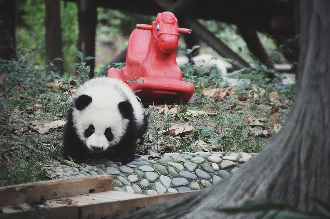 成都三天两夜自由行攻略,暑期成都五日游推荐