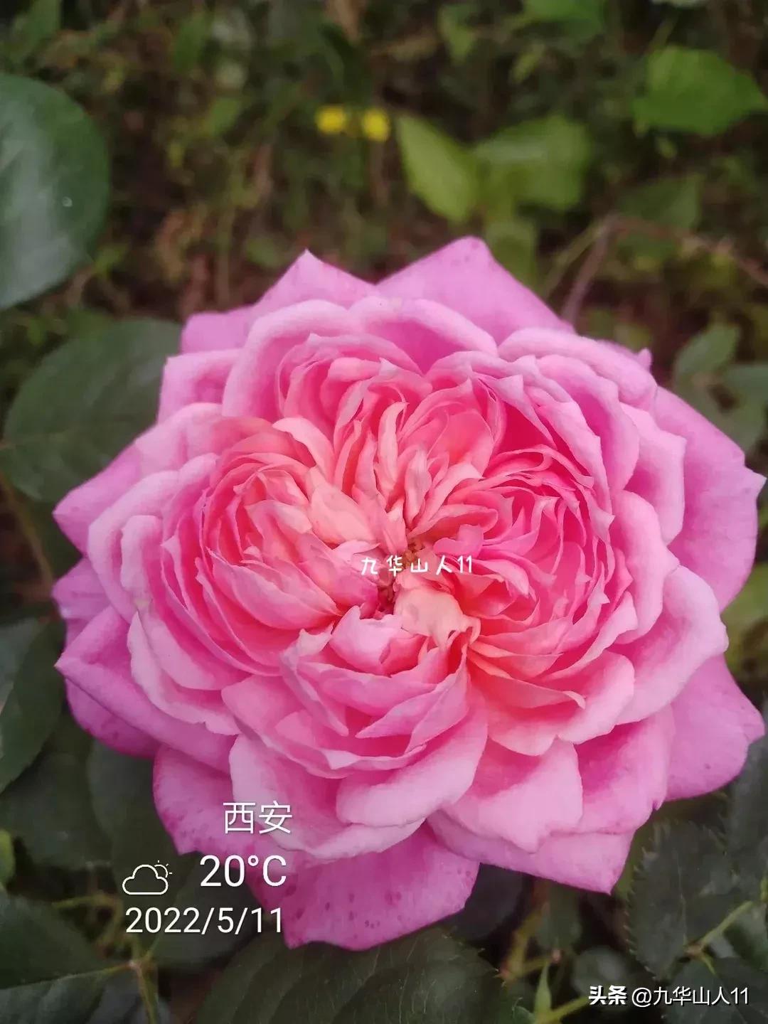 粉色爬藤月季大花浓香品种,大花多层月季花品种大全一览表