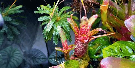 在卧室造一片弱肉强食的危险雨林，会打雷还真的会下雨