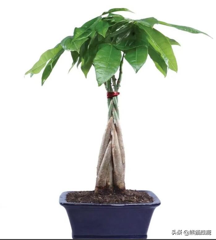 所有关于摇钱树植物护理，从土壤到浇水