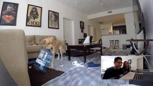 主人太经常在家猫咪会抑郁吗,狗狗和猫咪在家里的最佳表现