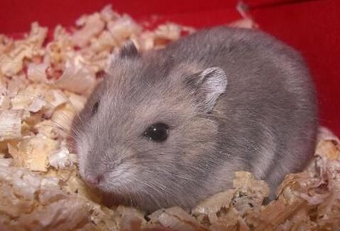 软熊橘橘的仓鼠视频,什么熊仓鼠温顺亲人可以养的