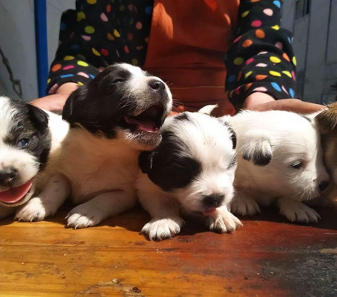 养狗新手推荐什么狗便宜,买什么狗最好养又便宜