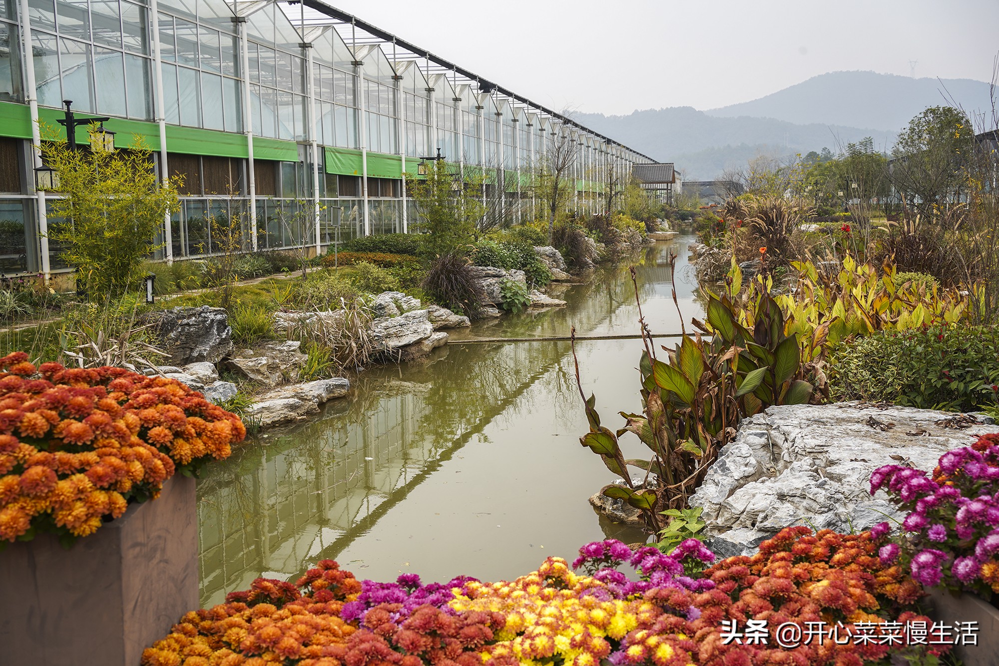 广东兰花第一县,中国最漂亮的兰花小镇