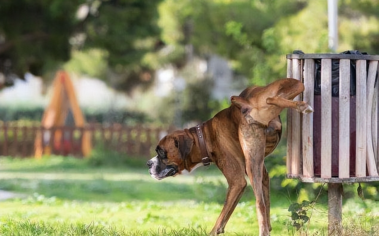 狗狗之间的6种交流方式,你全都知道吗?