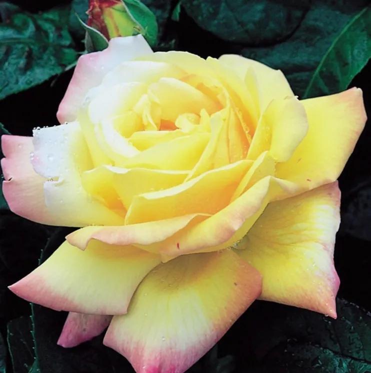 失眠吃中药能睡药一停又会失眠吗,失眠吃中药副作用大吗