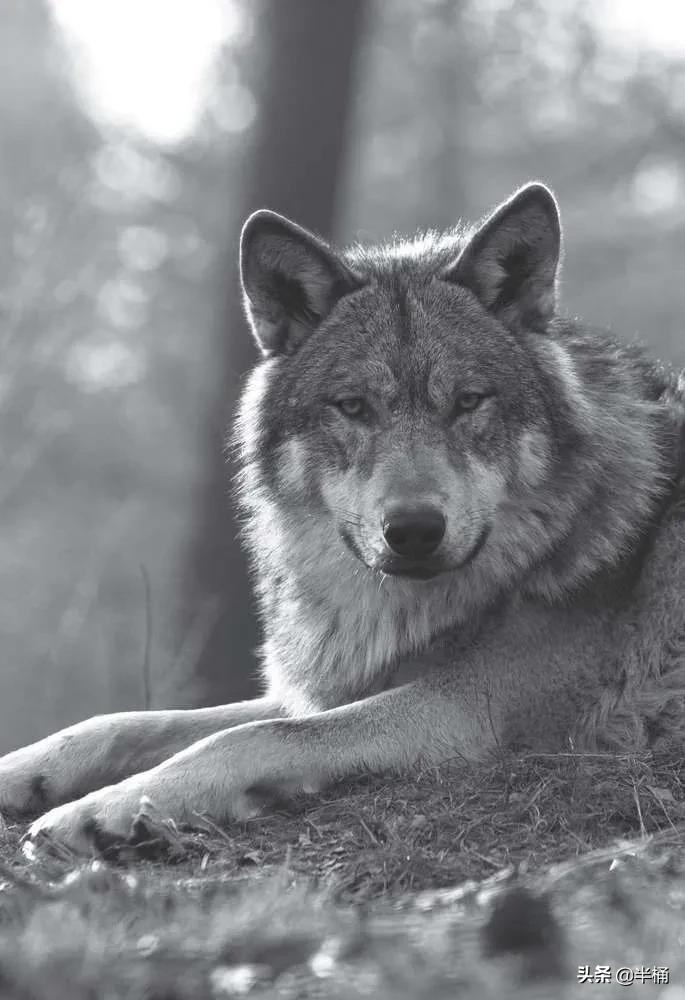 狼这种动物的特性是什么,世界十大可怕动物狼