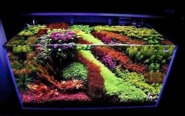 缸起藻了怎么办,缸里长丝藻怎么处理