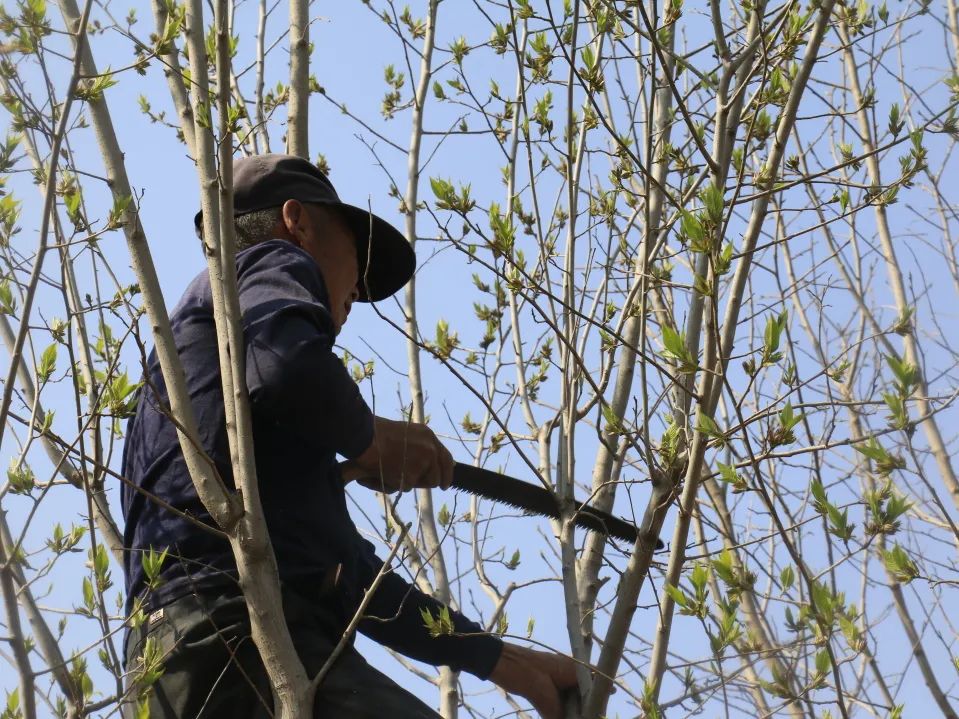 特色产业助力乡村振兴|鄌郚杜仲“小”雄花助农“大”增收