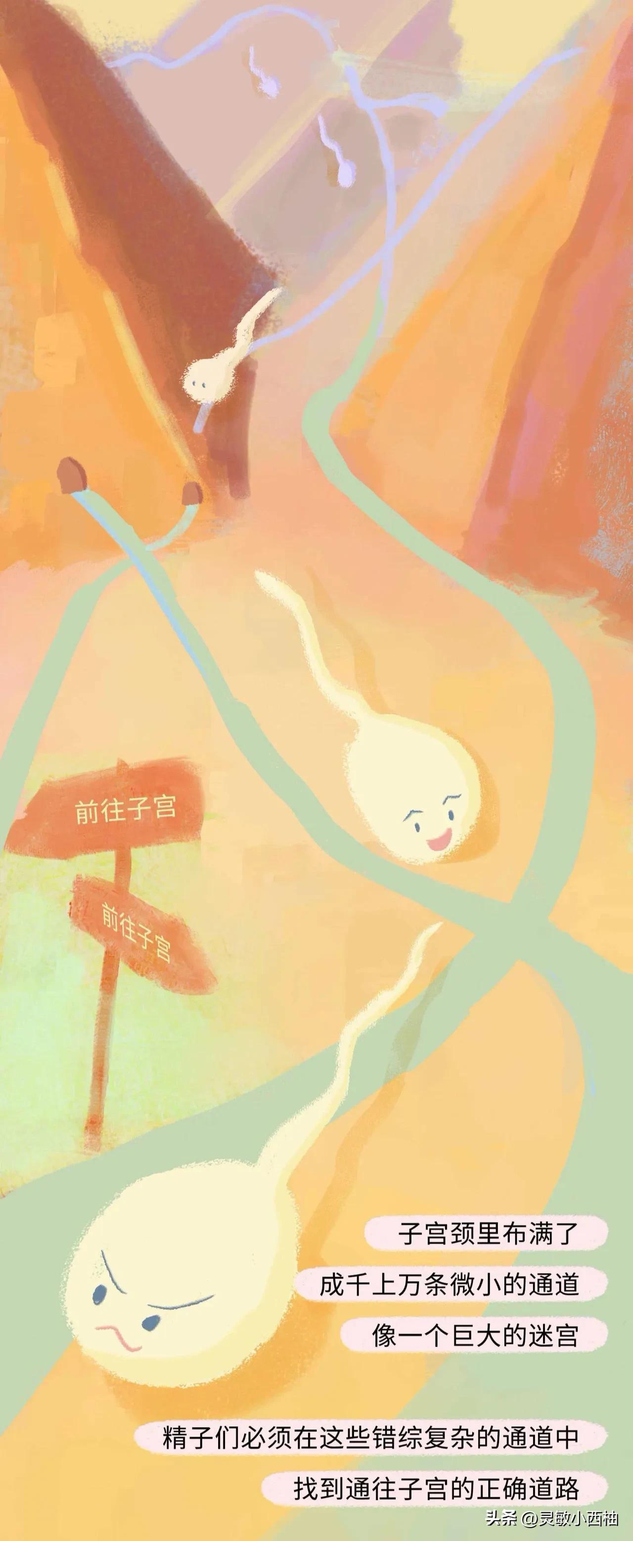 （漫画）精子进入女性体内的全过程，真的太神奇啦