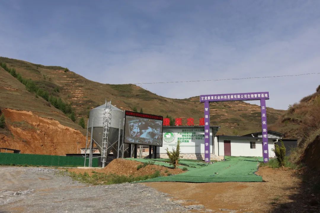 生态养殖大黑猪致富经,笨猪养殖致富