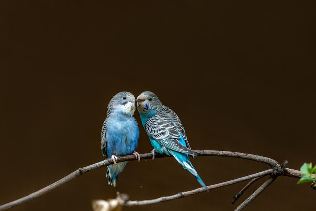 招财辟邪的宠物,十大招财宠物