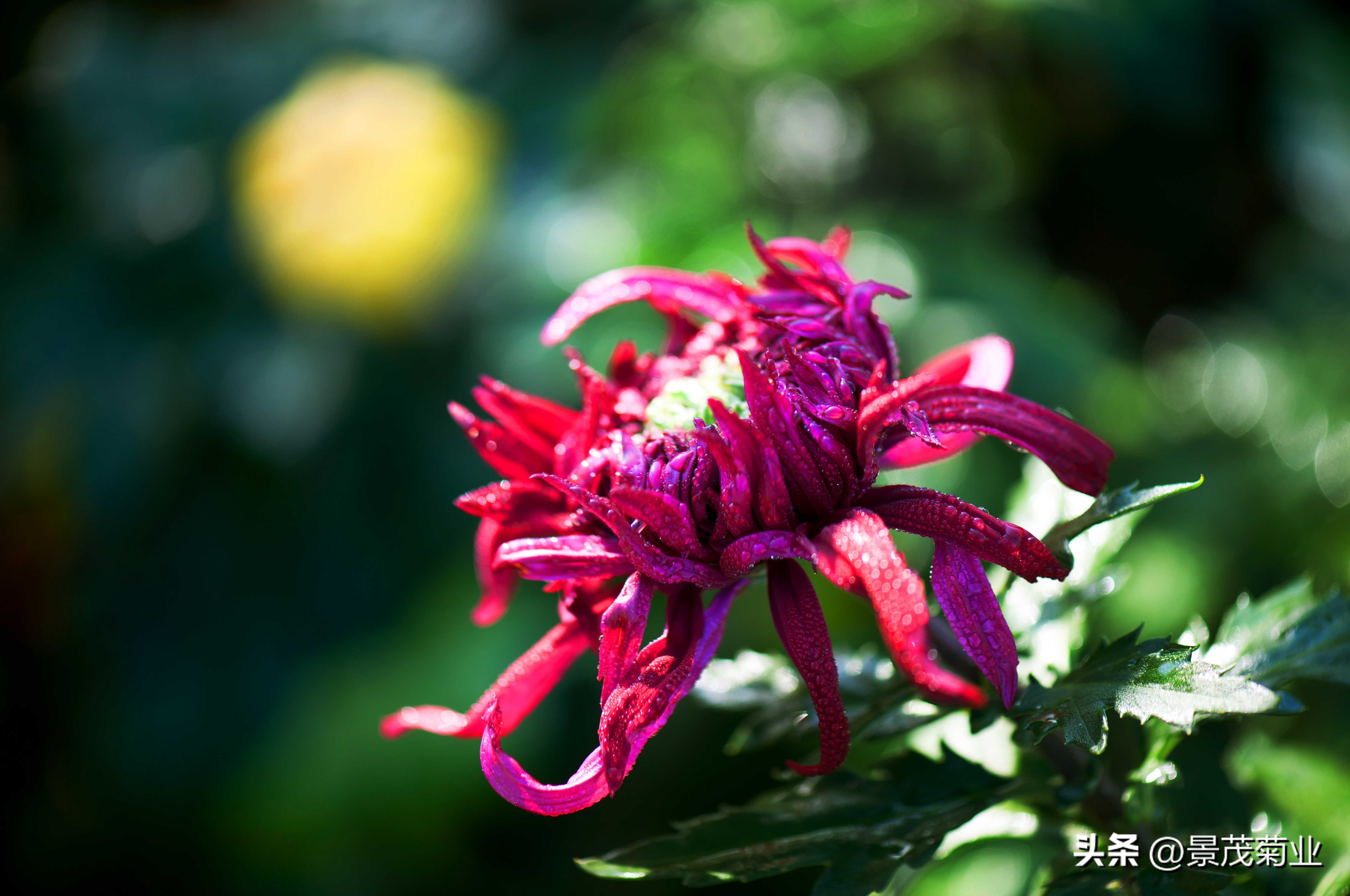 菊花文化常识大全,关于菊花的一些文化