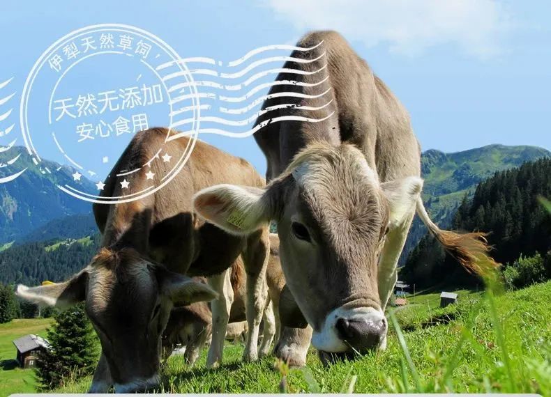 老爸评测伊利牛奶,伊牧欣褐牛奶老爸测评