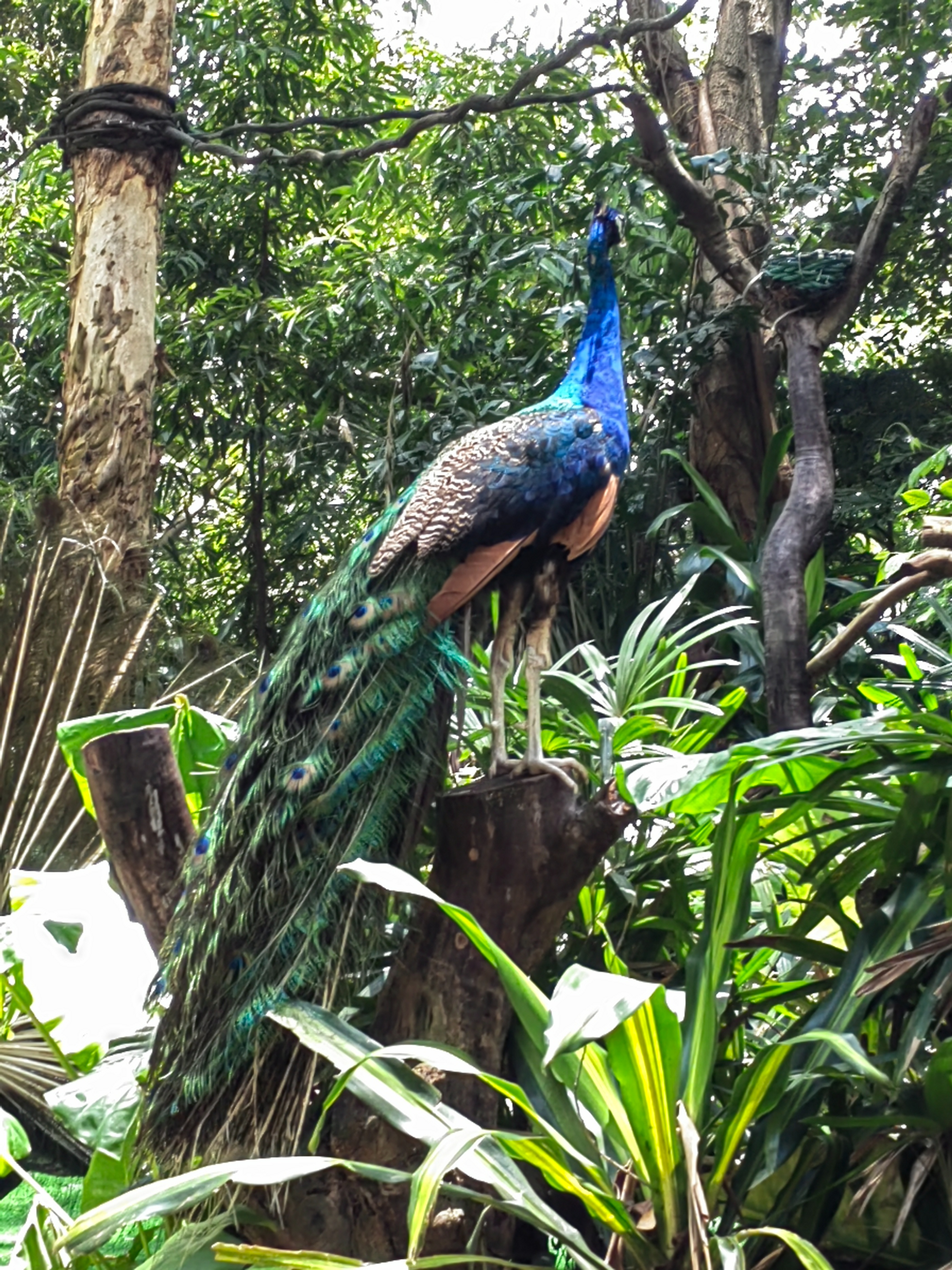 带一岁半宝宝去长隆野生动物园,冬天带两岁宝宝去长隆野生动物园
