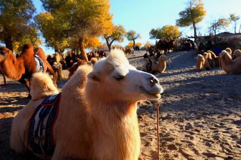 额济纳胡杨林4天攻略,游额济纳胡杨林攻略