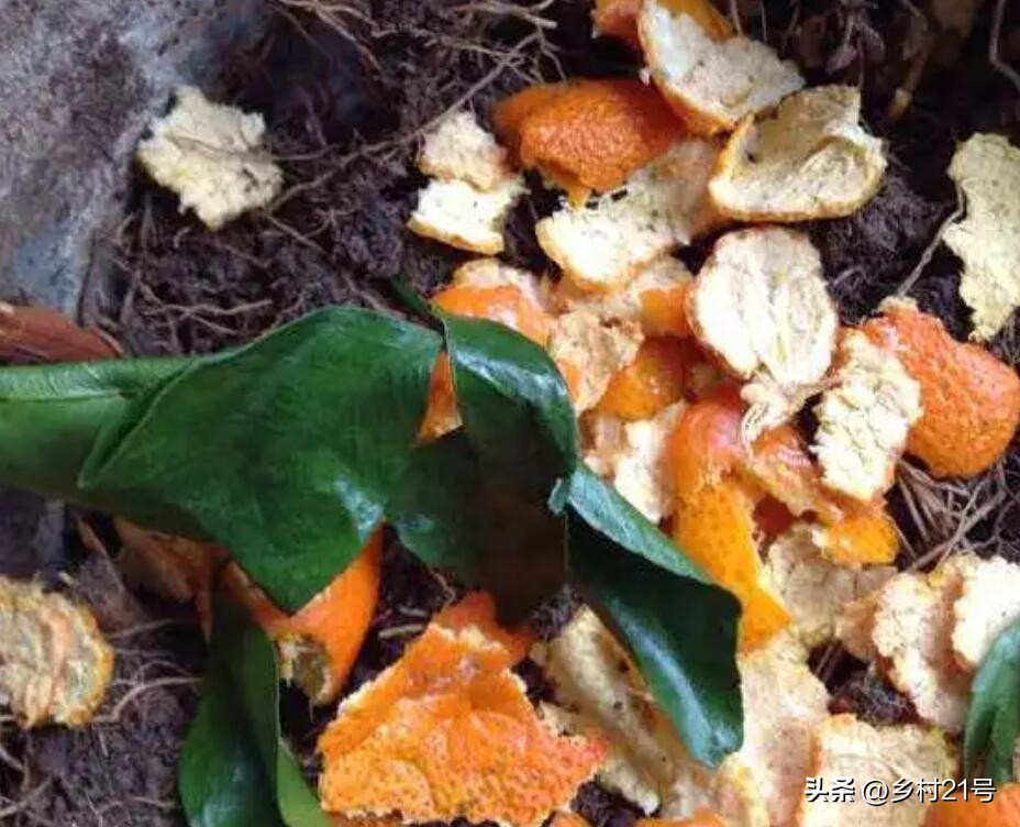 沤制水果酵素肥特别酸,自制水果酵素肥多久可以用