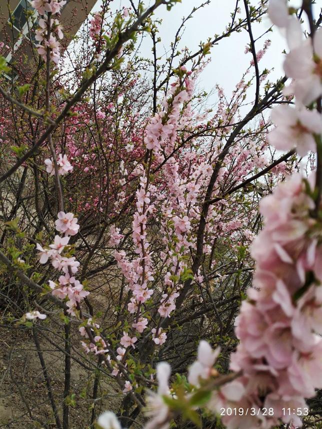 美丽校园行-2|历史生眼中的天津师范大学主校区