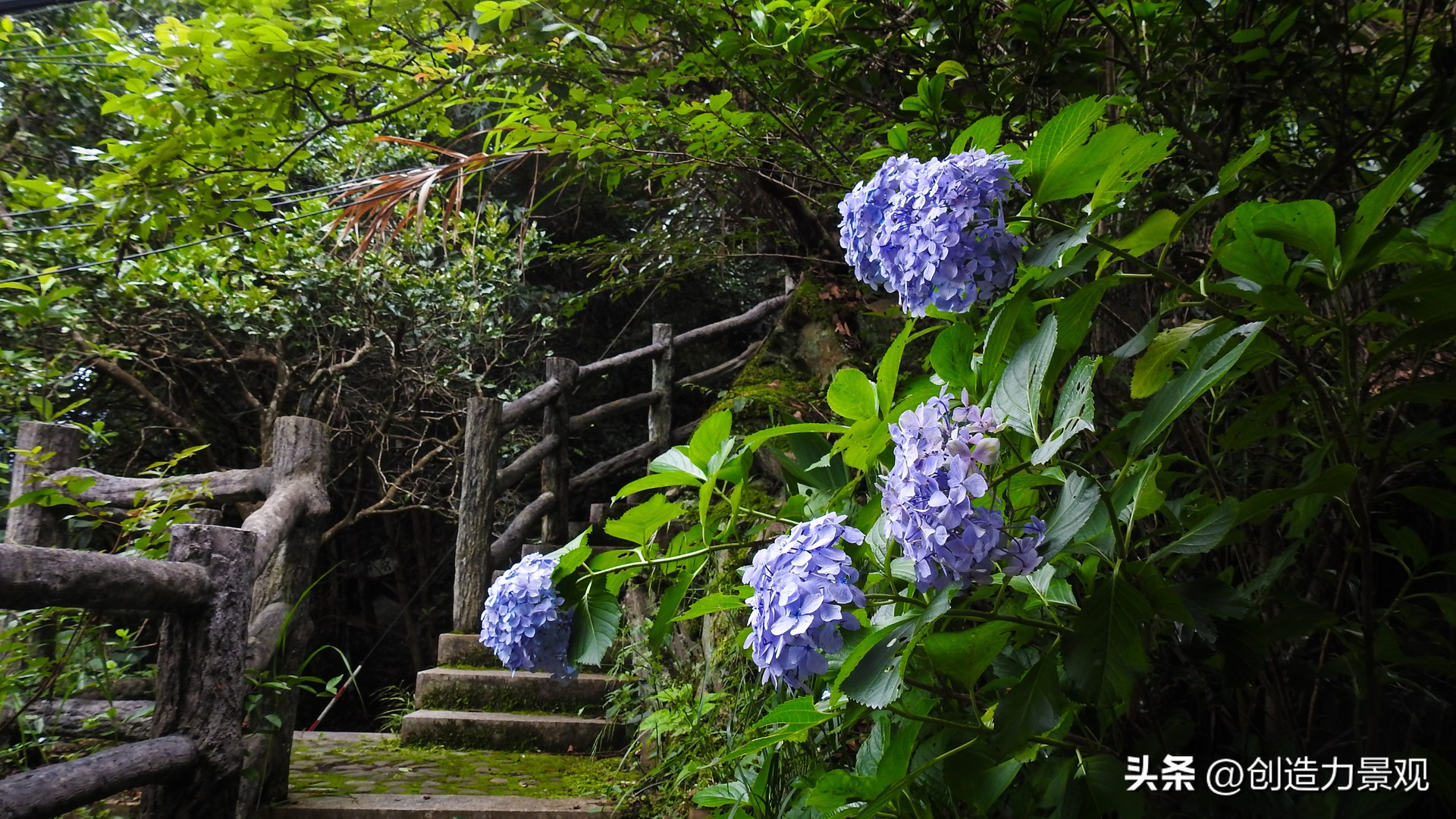 绣球花怎么浇水施肥,绣球花冬季怎么浇水最正确