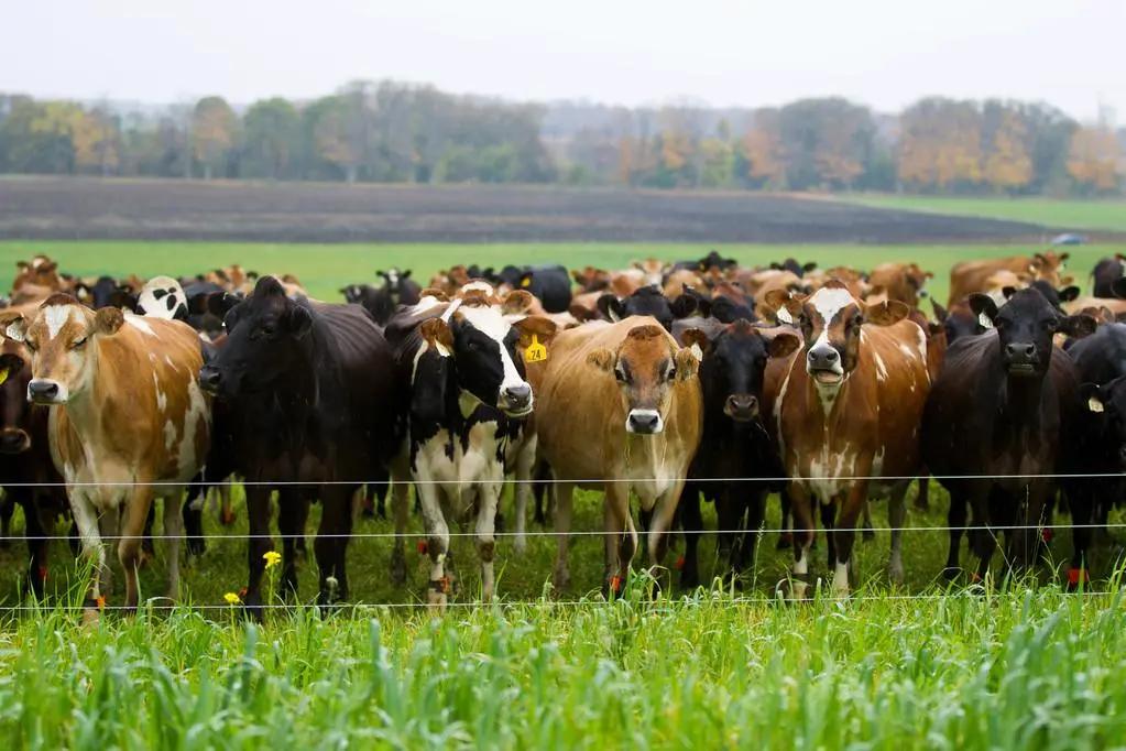 放牧强度对百喜草变草响应的影响