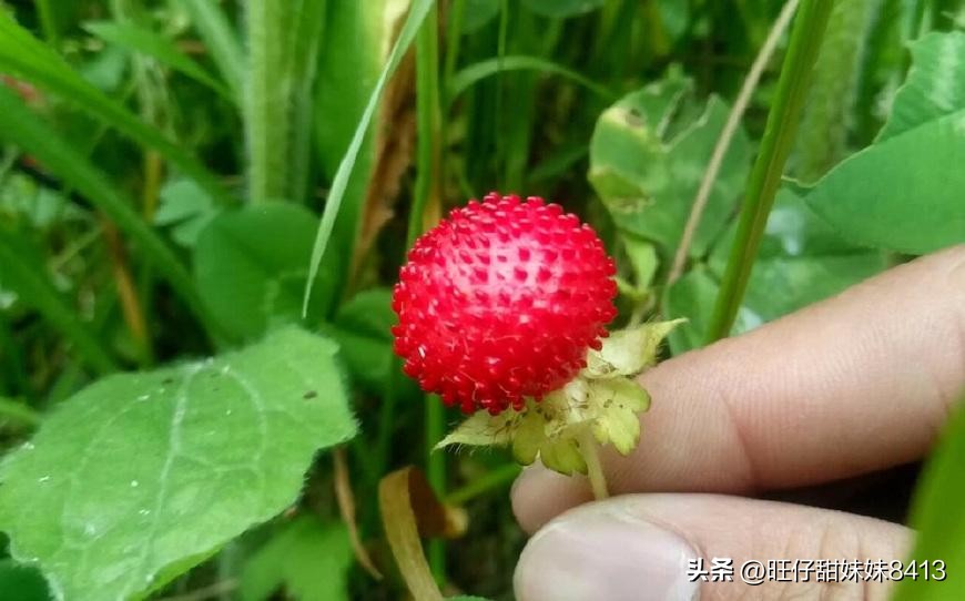 农村消失的水果,农村才能吃到的十种水果