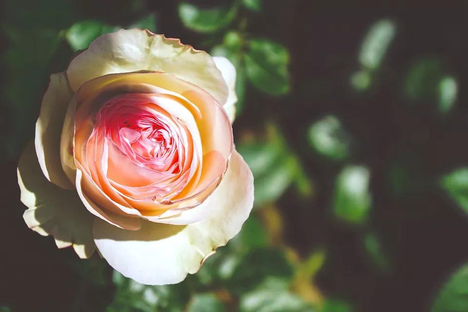 520适合发朋友圈的配图爱情,入目无别人四下皆是你英语