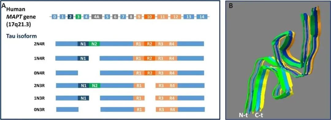 编辑推荐：阿尔茨海默病的新疗法设计与探索