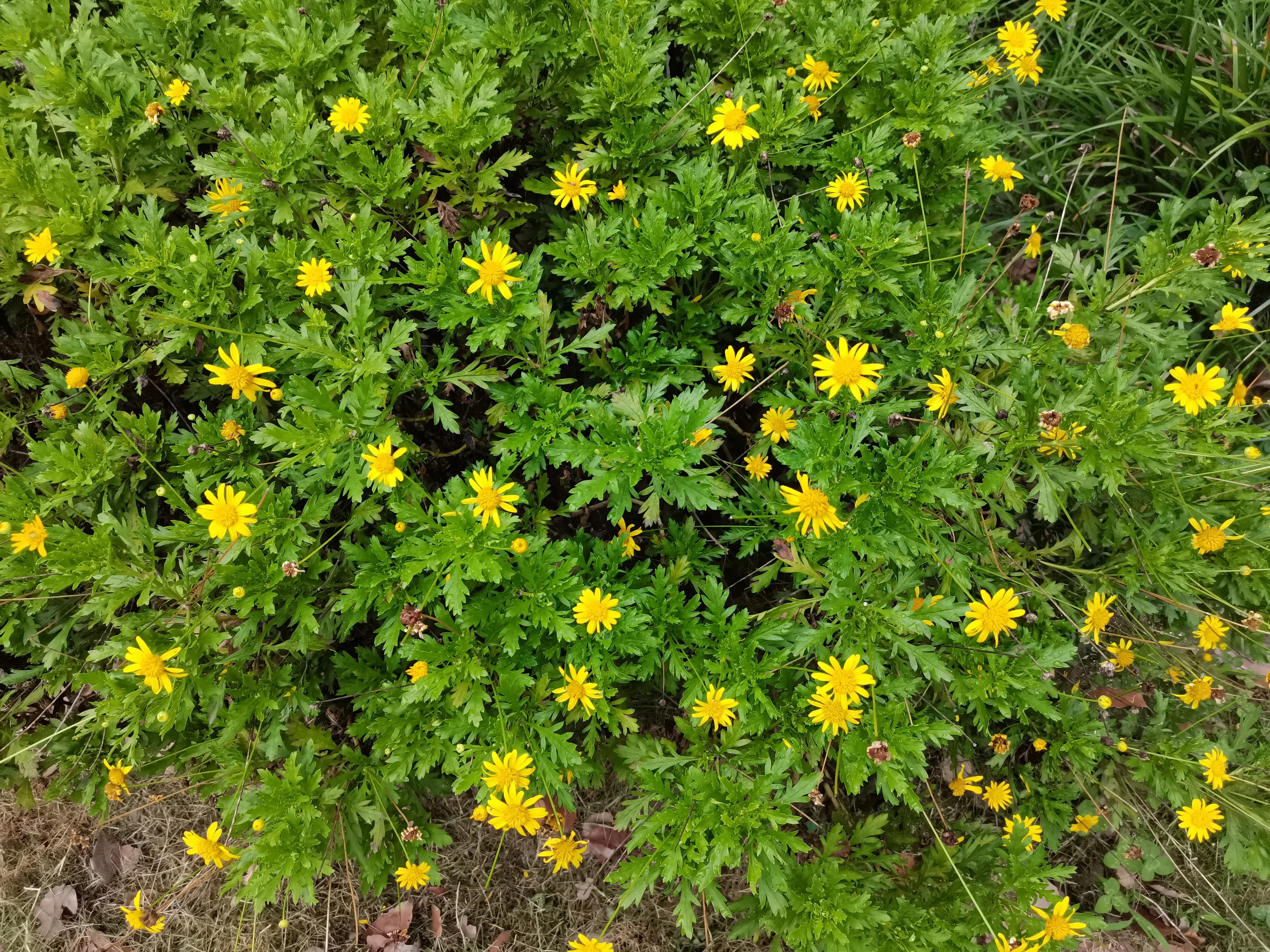 成都环境比较好的区域,成都的城市环境