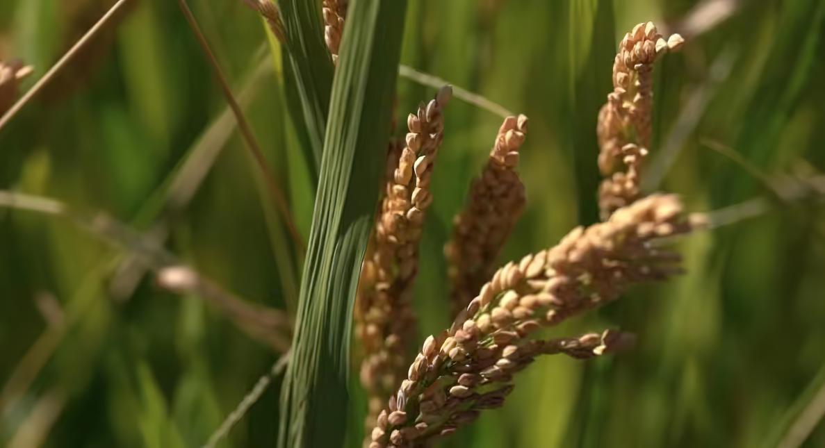 农作物免费脱粒秸秆变废为宝,农业秸秆变废为宝