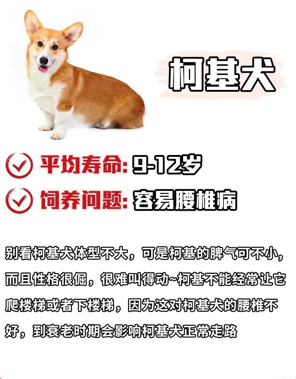 狗狗库欣氏病寿命,泰迪狗狗寿命一览表