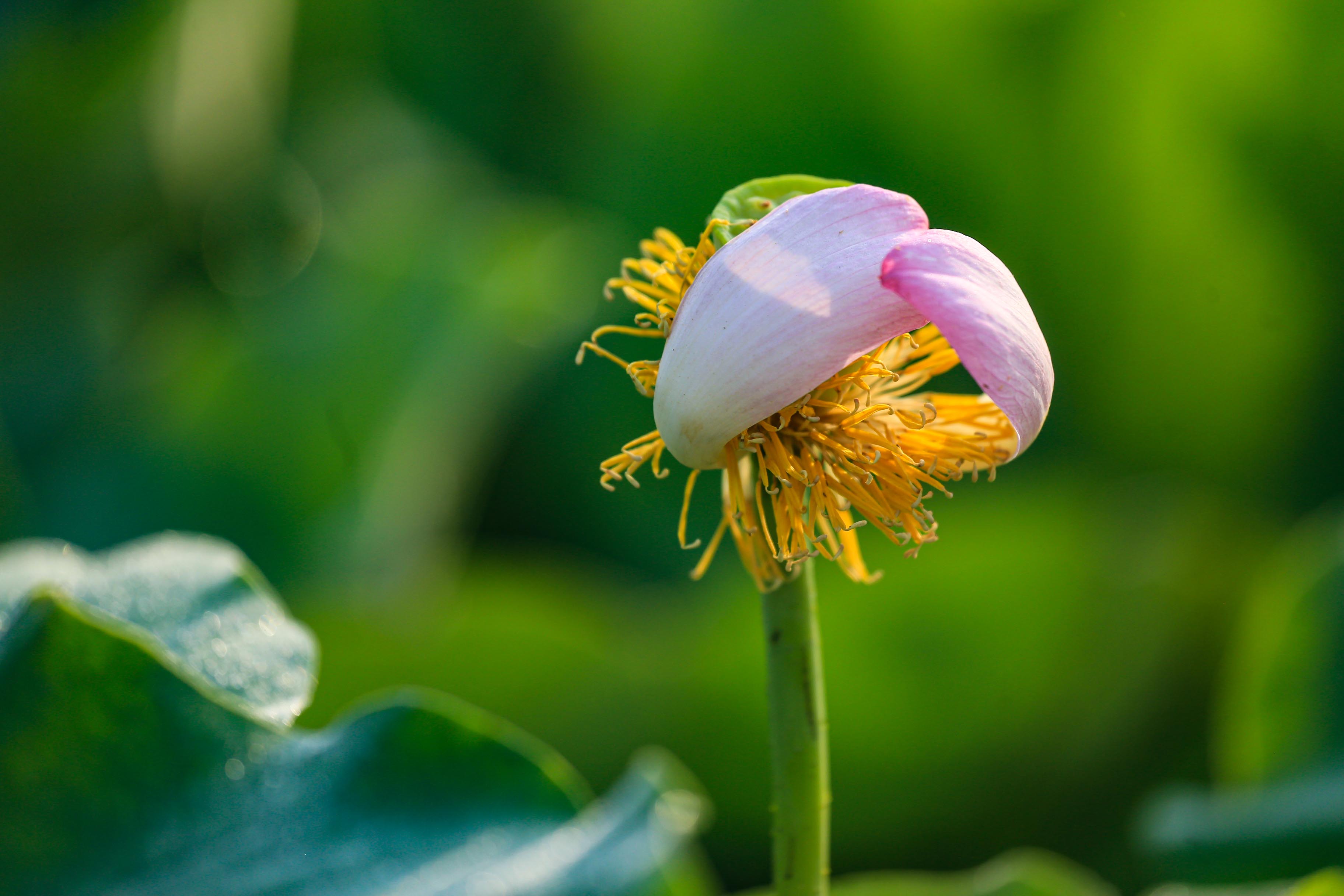 淮阳龙湖荷花何时开,中国淮阳龙湖赏荷花