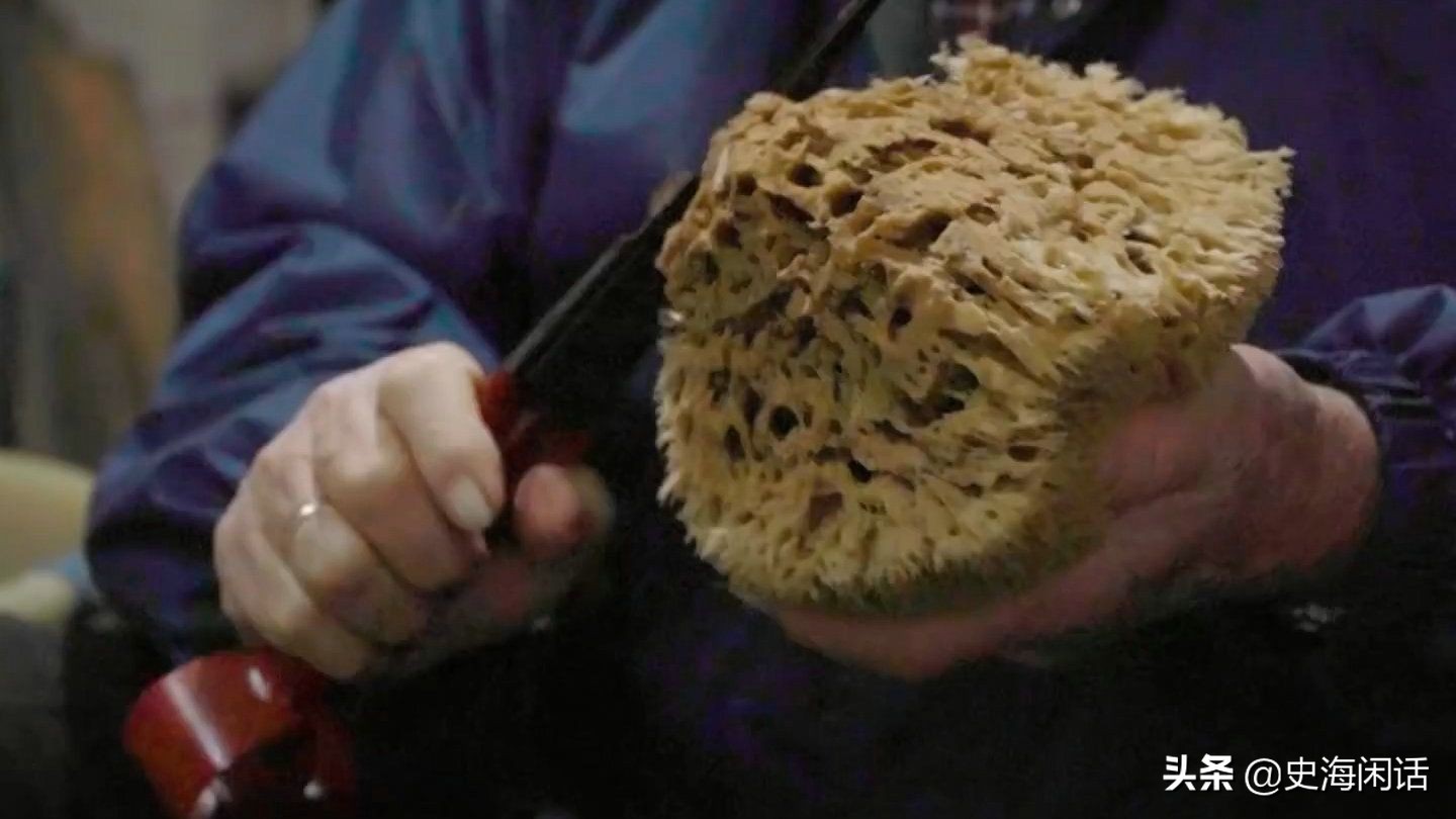 为什么海洋海绵如此昂贵呢,为什么海海绵那么贵