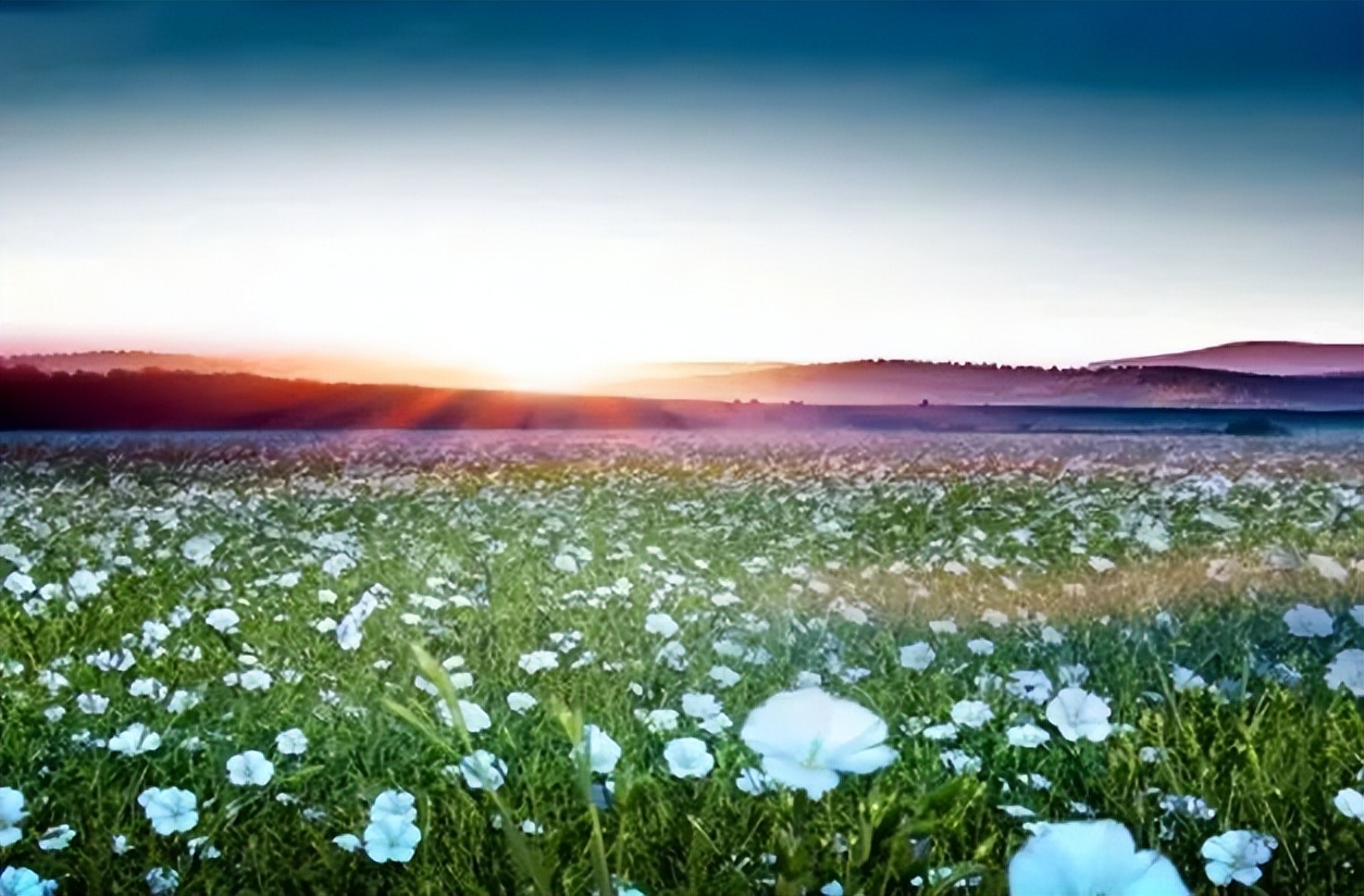 亚麻酸的重要性视频,查询阿尔法亚麻酸对人体的重要性