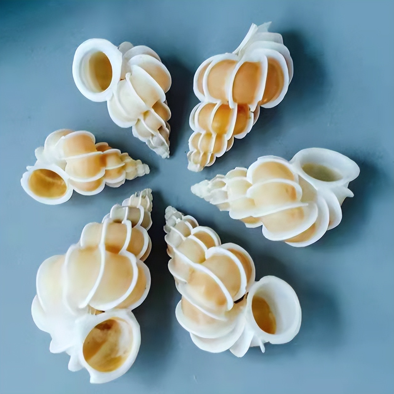 海南海鲜贝类有哪些,海南海鲜贝类