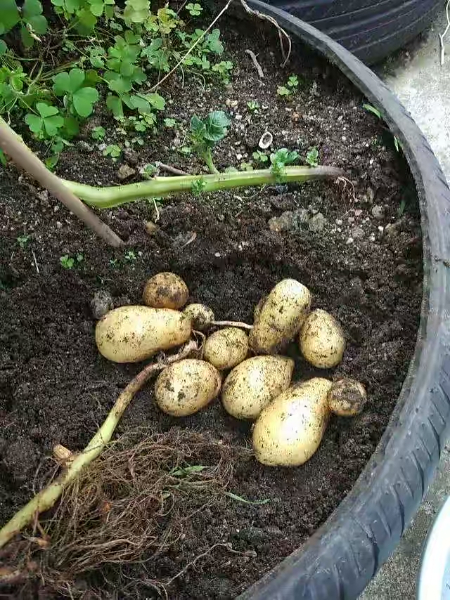 阳台夏天种这六种菜,阳台种花种菜需要几个小时的光照