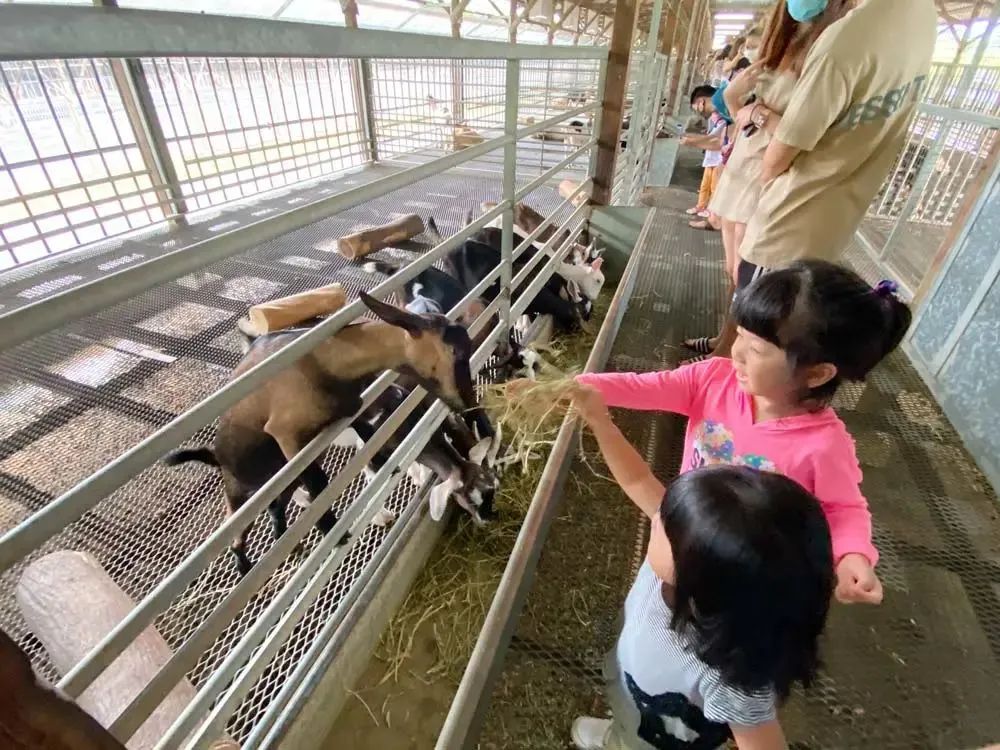 新加坡遛娃免费景点推荐一下,新加坡周末遛娃