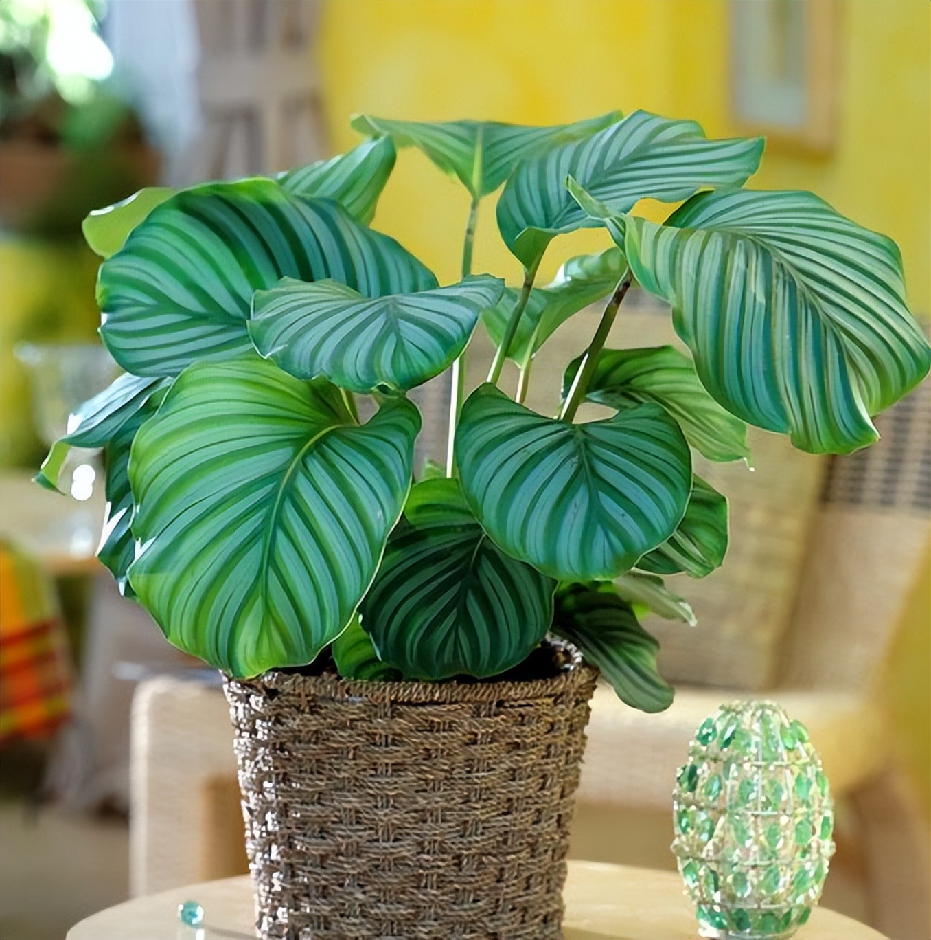 养青苹果绿植用什么土,养竹芋要注意哪些事项