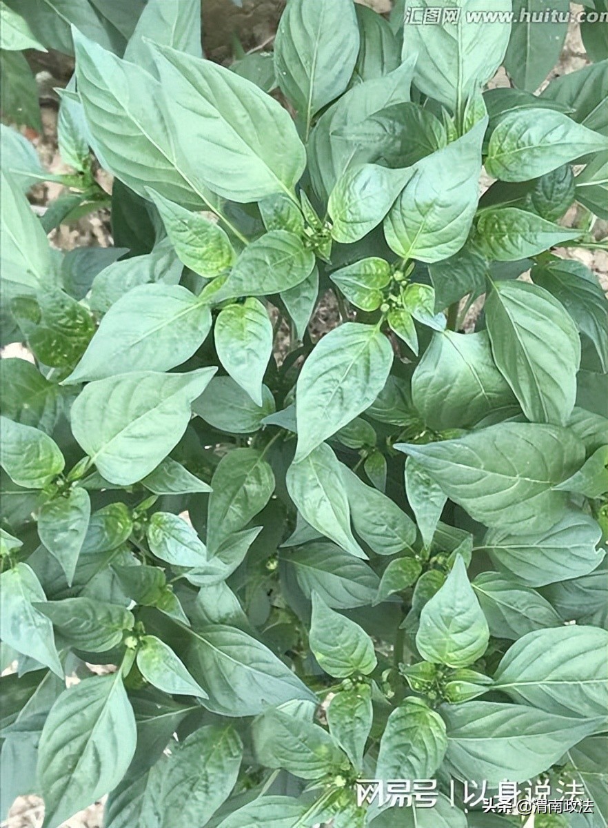 农民购买7万元伪劣辣椒苗种子后,获退赔20万元