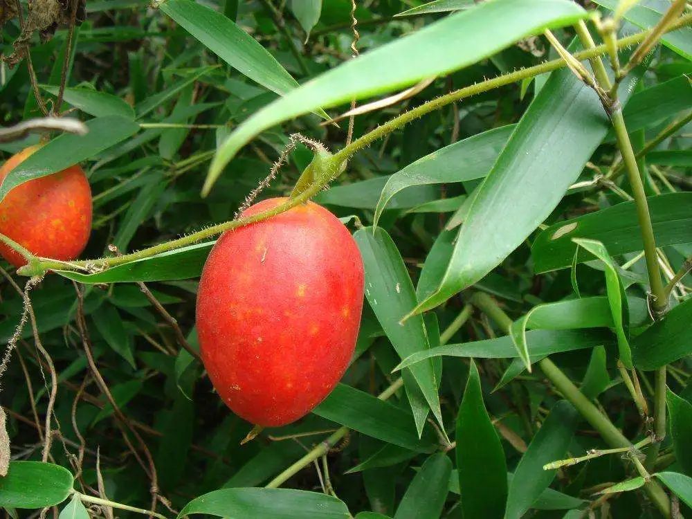 农村常见野生植物你都认识吗,农村常见植物野果