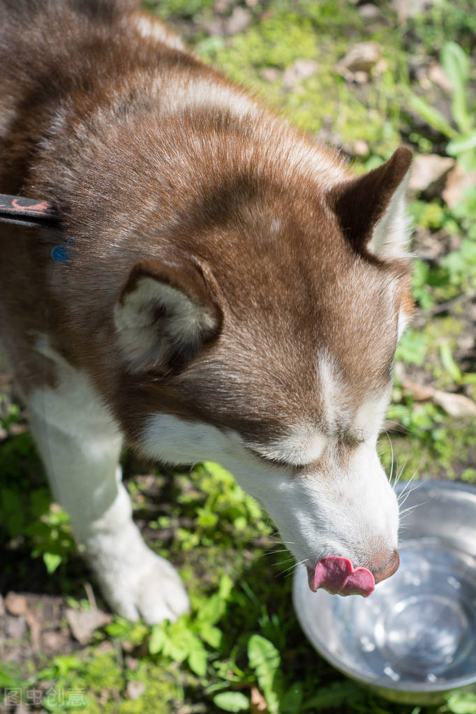狗偷喝主人的酒会怎么样,狗狗偷喝主人的酒第二天也没醒来