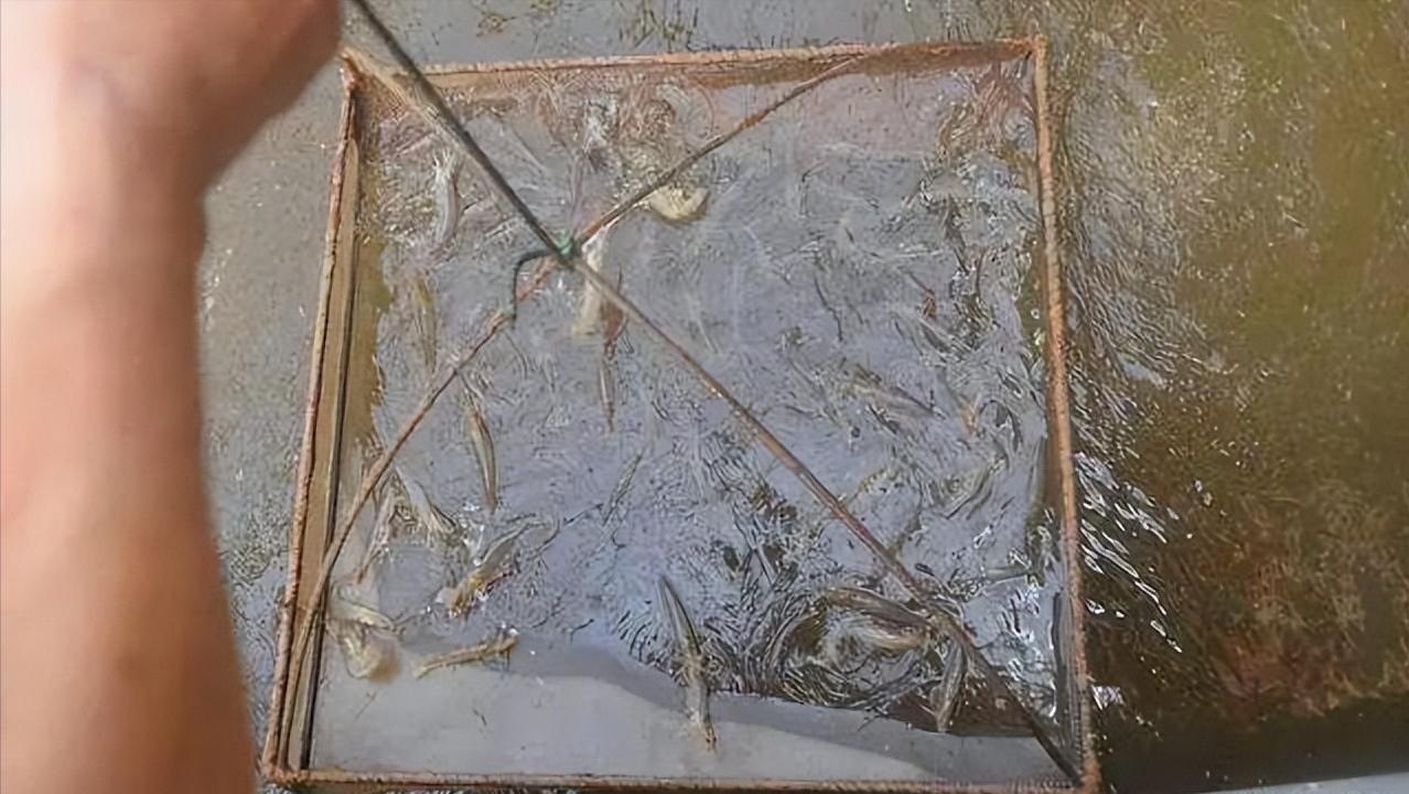 对虾吃料慢又掉苗怎么办,对虾吃料慢肠道变细怎么办