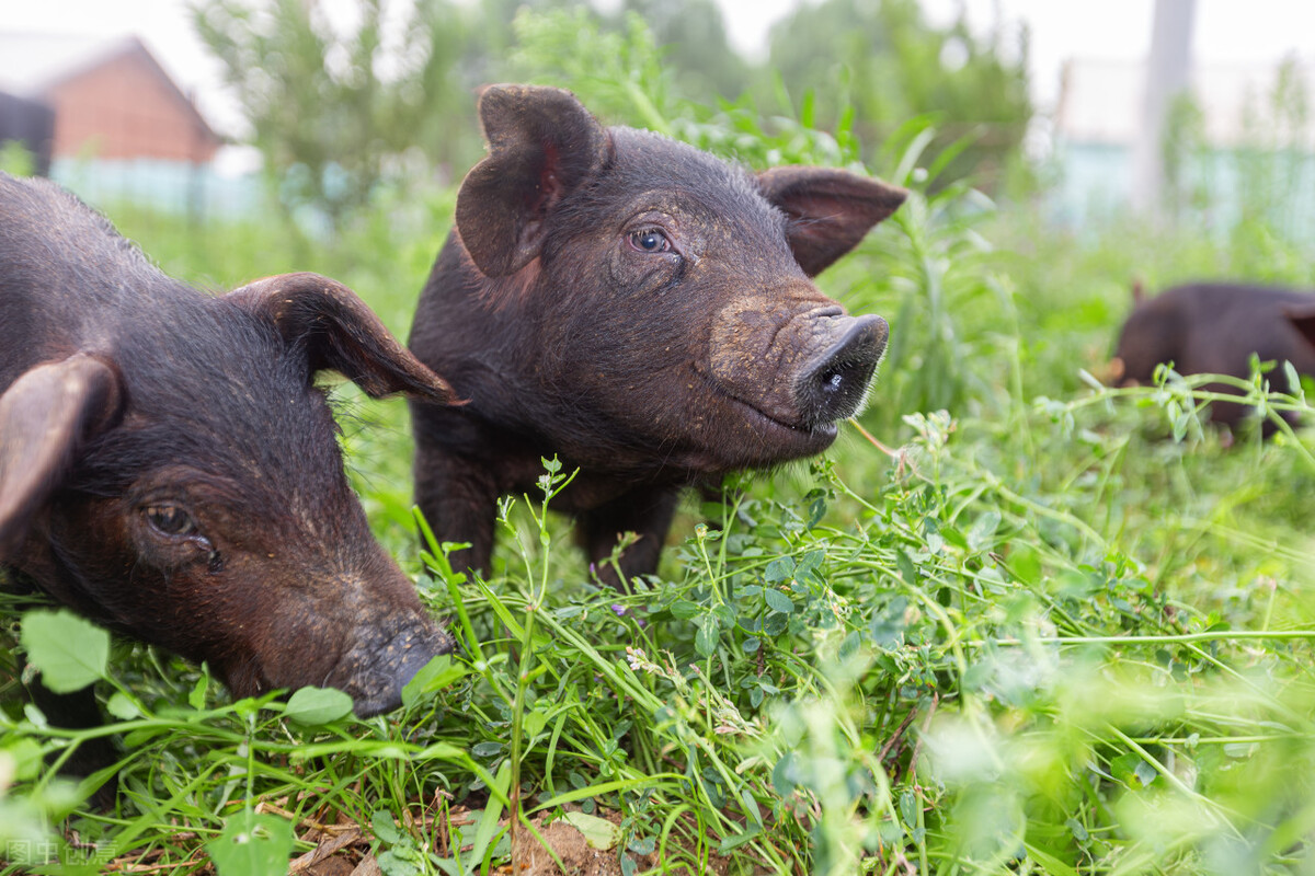 良田果园家庭农场,硕果累累家庭农场