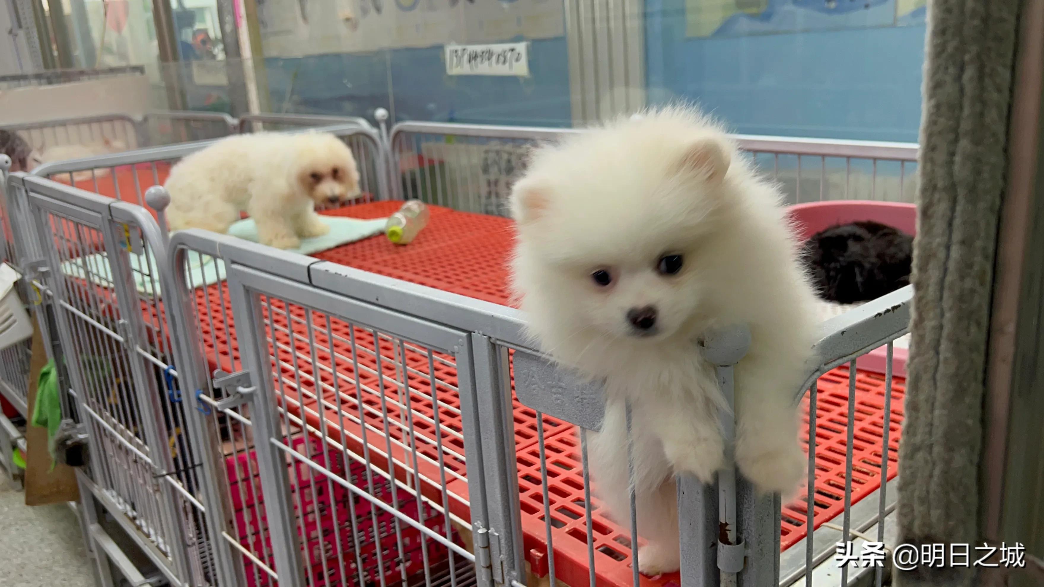 宠物猪长成300斤肥猪,两只宠物小乳猪