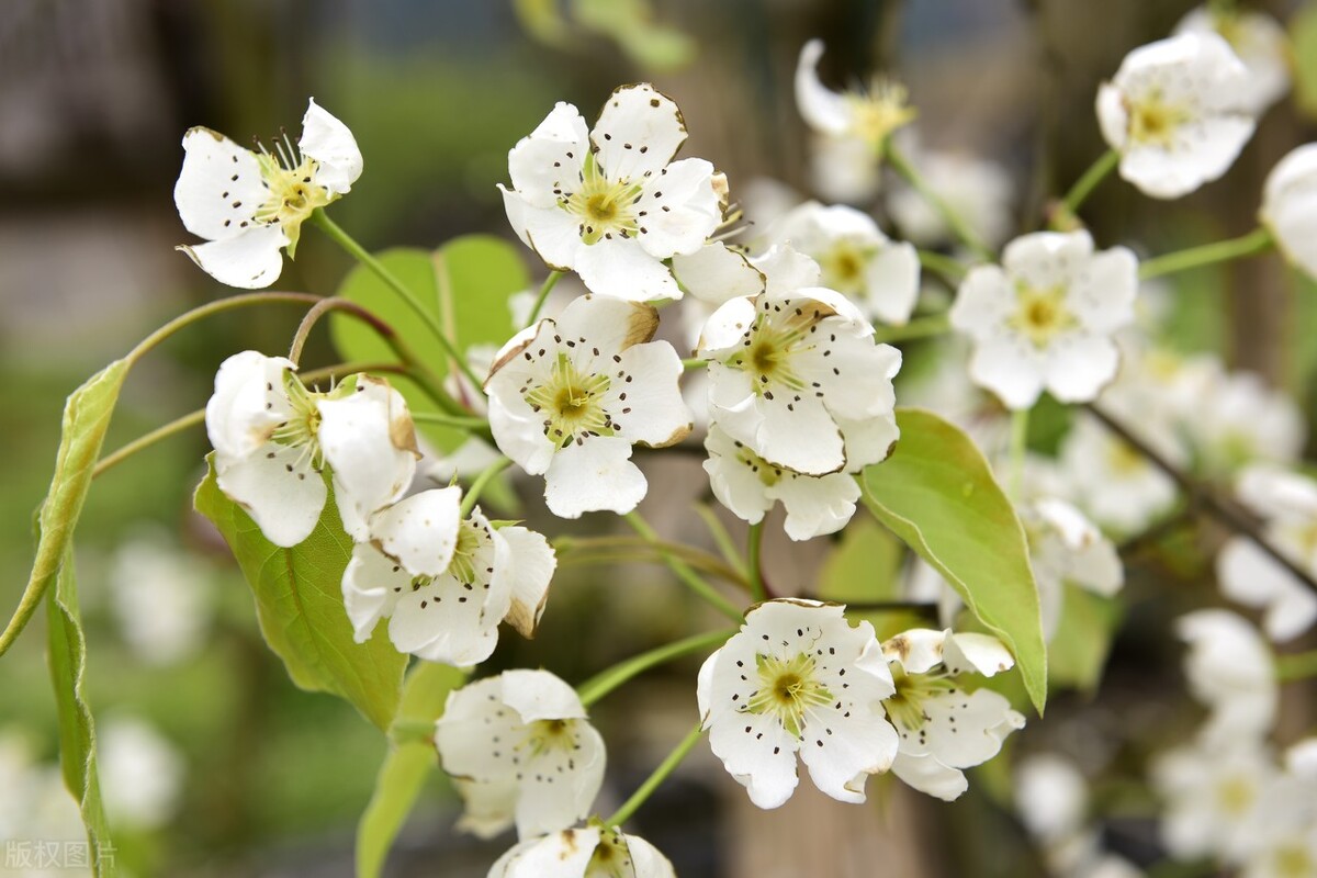 10首春游诗词看古人春天有多浪漫,十首最美春日诗词邂逅最美春愁