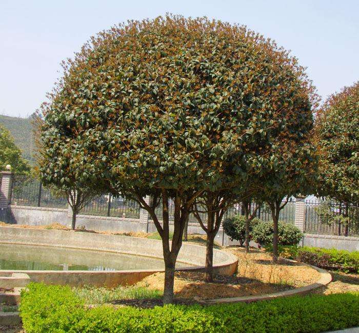 门前左右两边种树风水怎么说,自家门前种树风水讲究什么