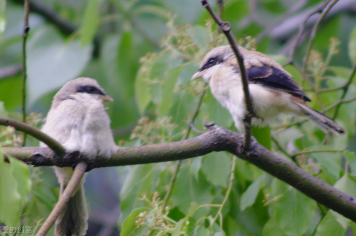 谁言寸草心报得三春晖的解释,谁言寸草心报得三春晖什么意思