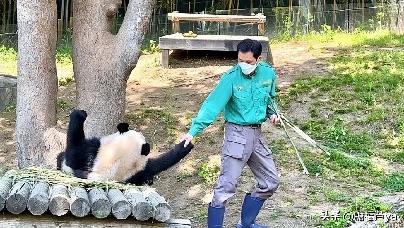 那些证明福宝是人的证据——毛皮大衣下是个小人精