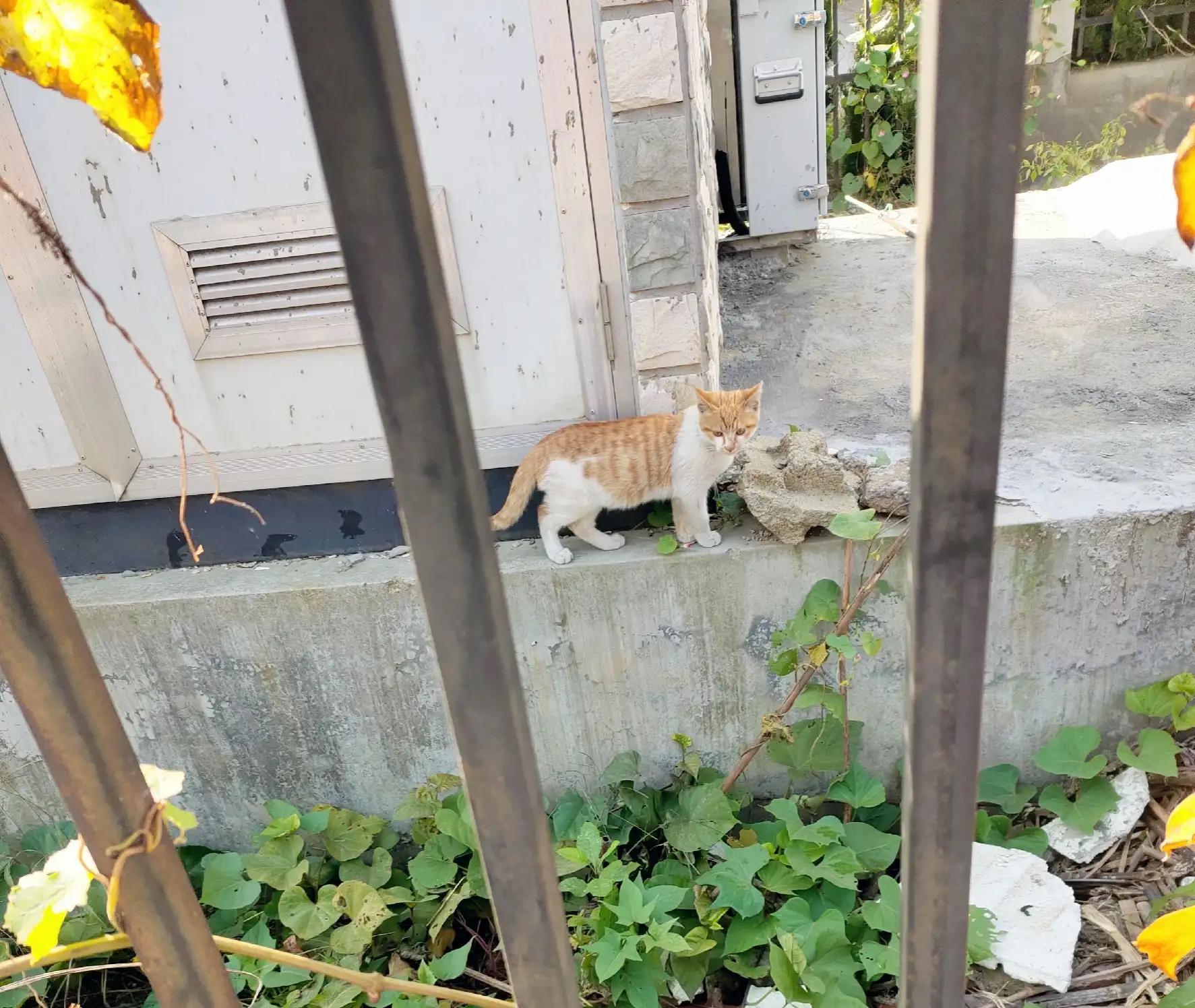 流浪猫度过严寒,流浪猫狗最难熬的日子