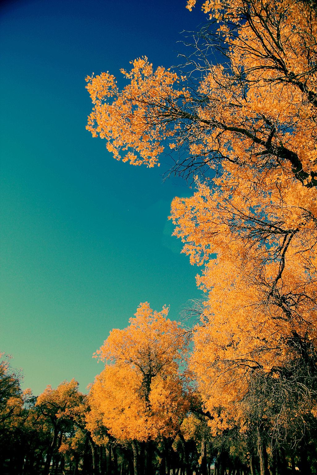 【临夏林草文化】科普篇‖胡杨铁骨千年铸，沧桑燃尽度春秋